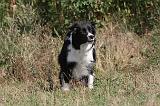 BORDER COLLIE 009